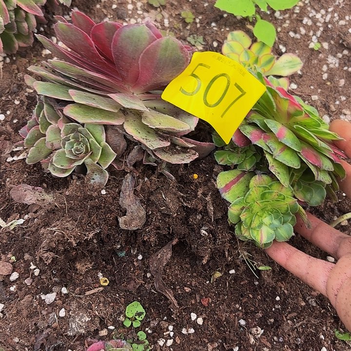 多肉植物福利507个