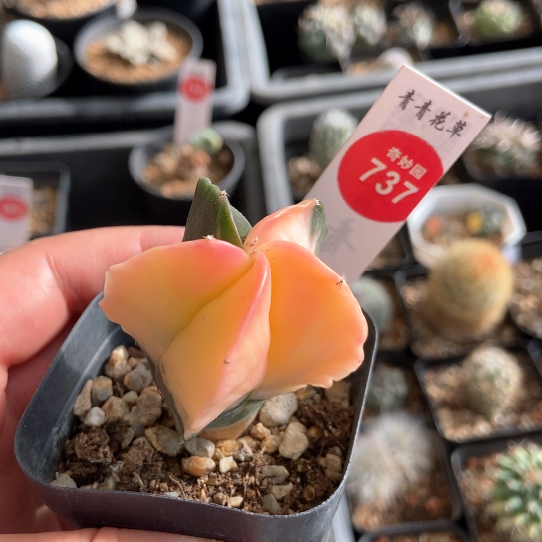 实生鸾凤玉锦4.2cm