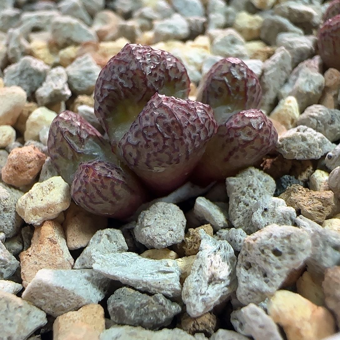 稀有大飞多肉植物一颗