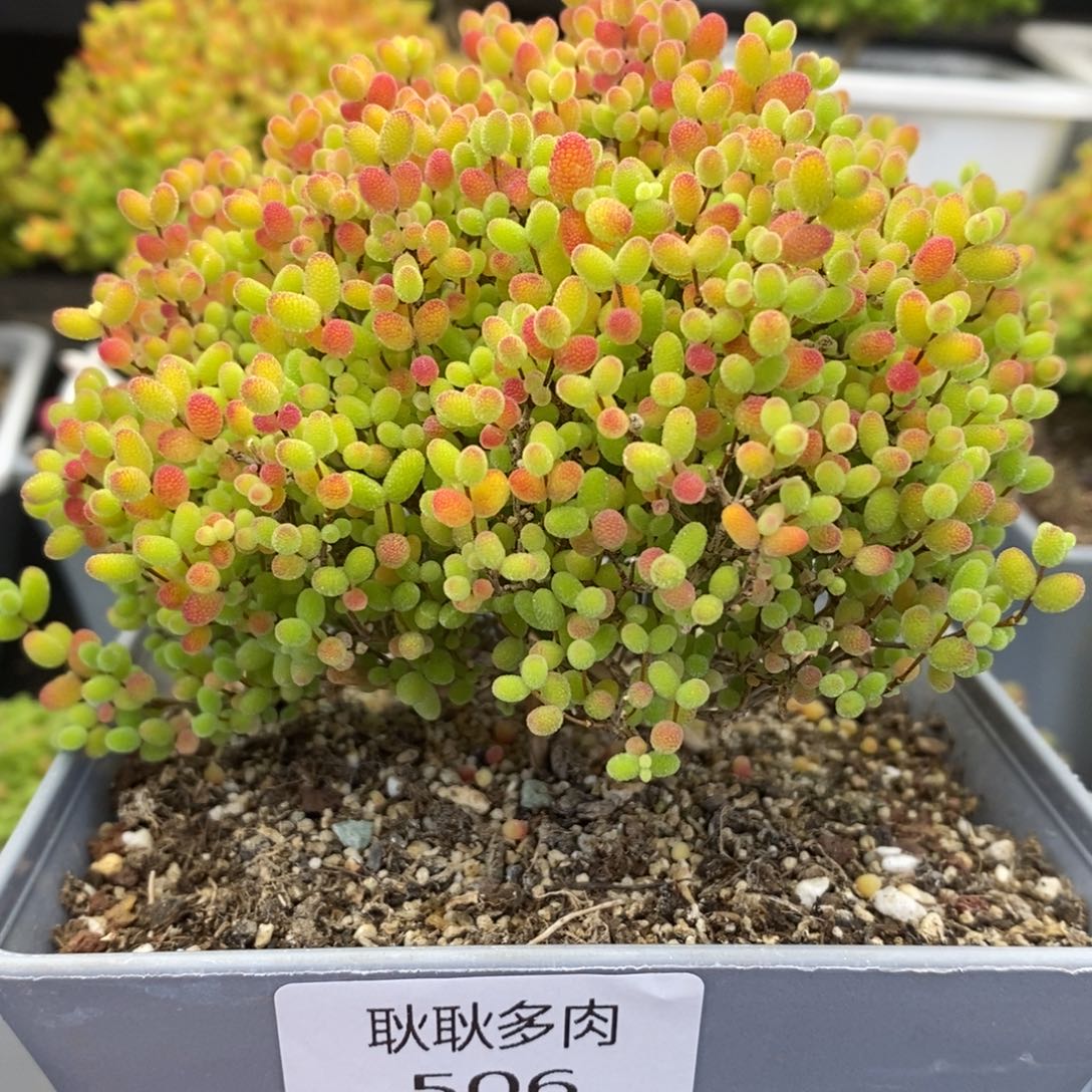 506号优选蜜橘糖球多肉