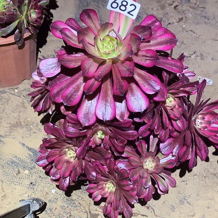 多肉植物法师682美肌