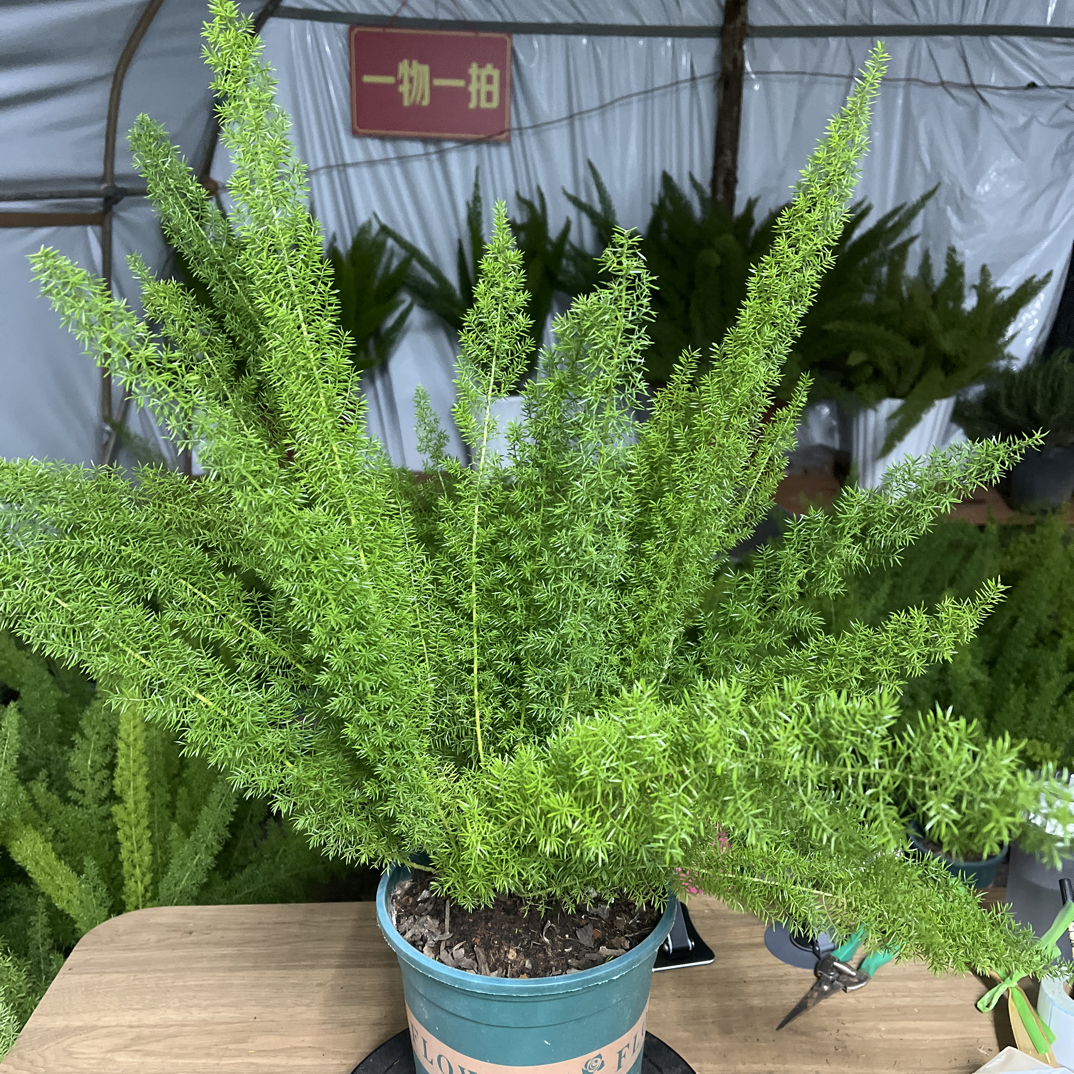 【狐尾天门冬】1.5加仑盆栽耐热好养四季常青常绿适合室内外养护