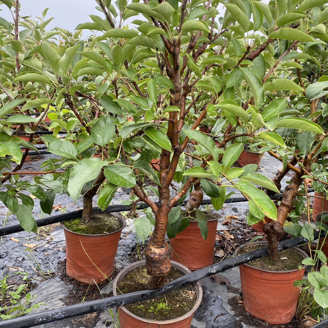 直播间一物一拍、南北方种植盆栽果树（发货后拒绝退款）