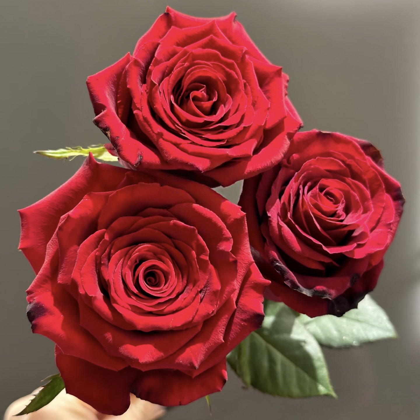 【3颗包邮】红色城堡月季小苗 灌木大花红色切花玫瑰直立勤花抗病