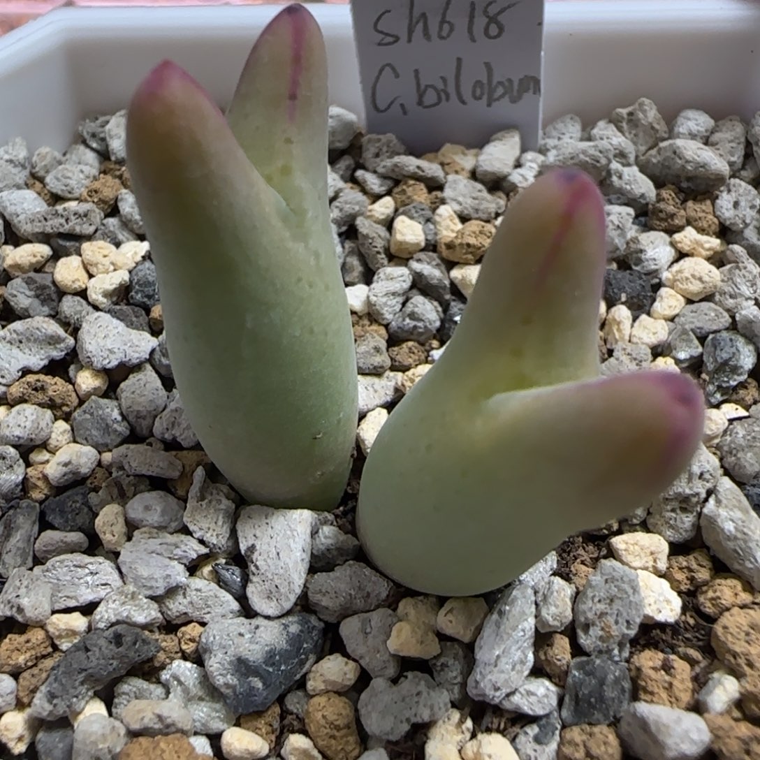 sh618少将多肉植物一颗