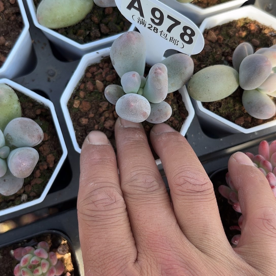 A978Mike奶一物一拍