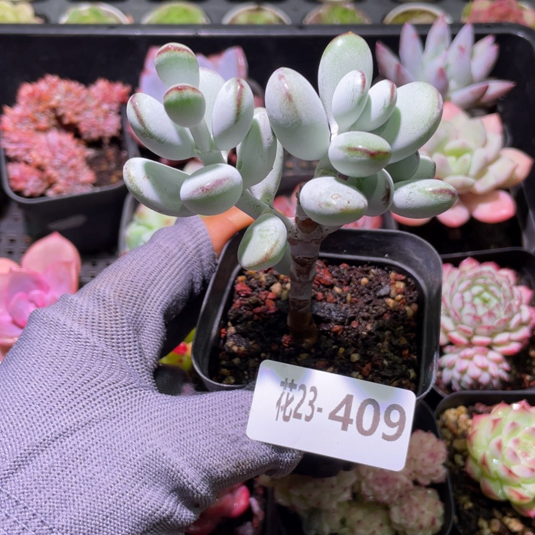 花利美23-409乒乓福娘