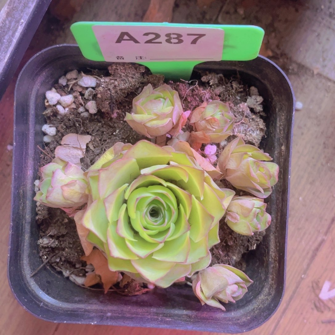 287山地玫瑰绿色