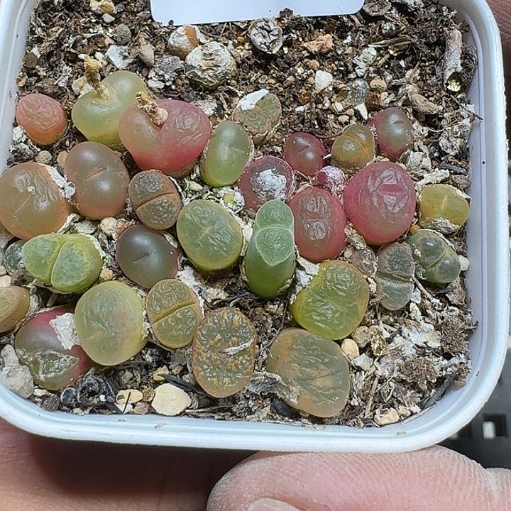 294 多肉植物多肉植物