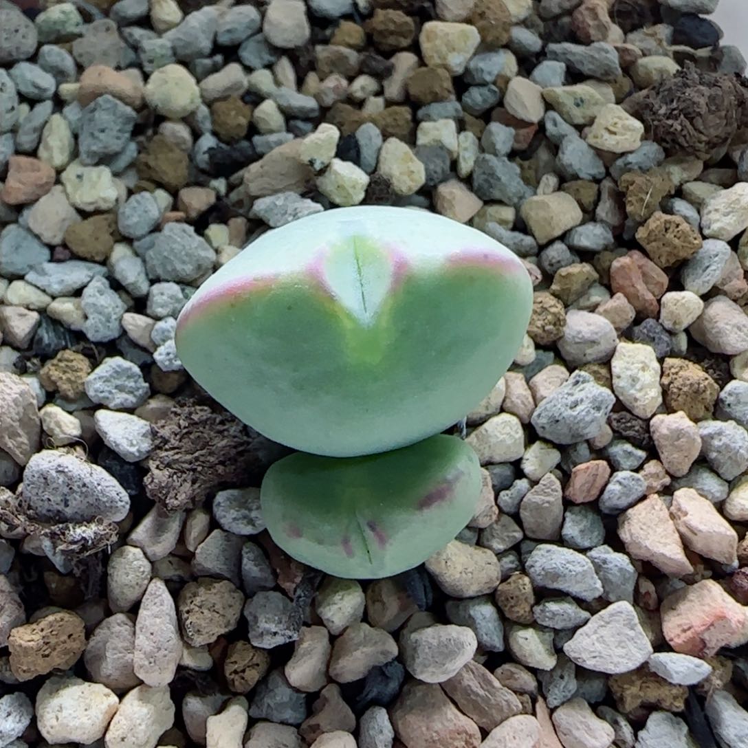 2-3-3-6全场8.8折满58包邮雷神杂脱土