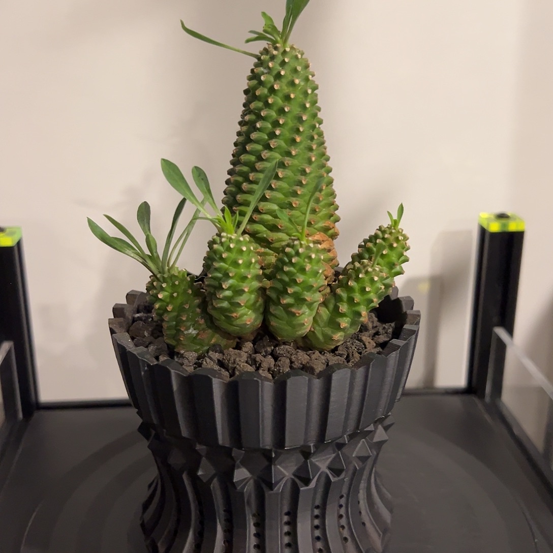 绿桩群生大菠萝铁甲一物一拍