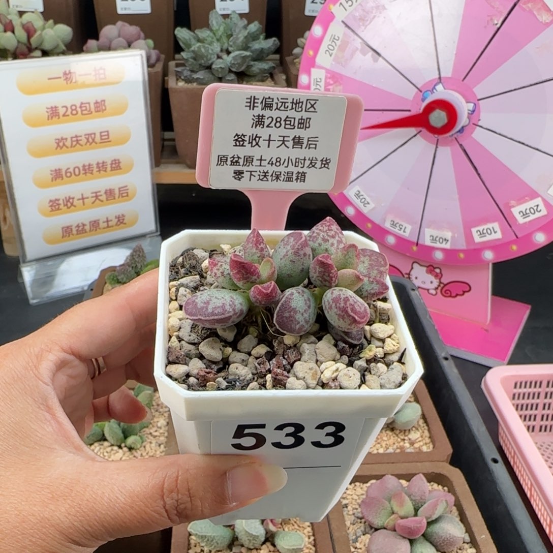 ****巫533艾薇补差多肉植物