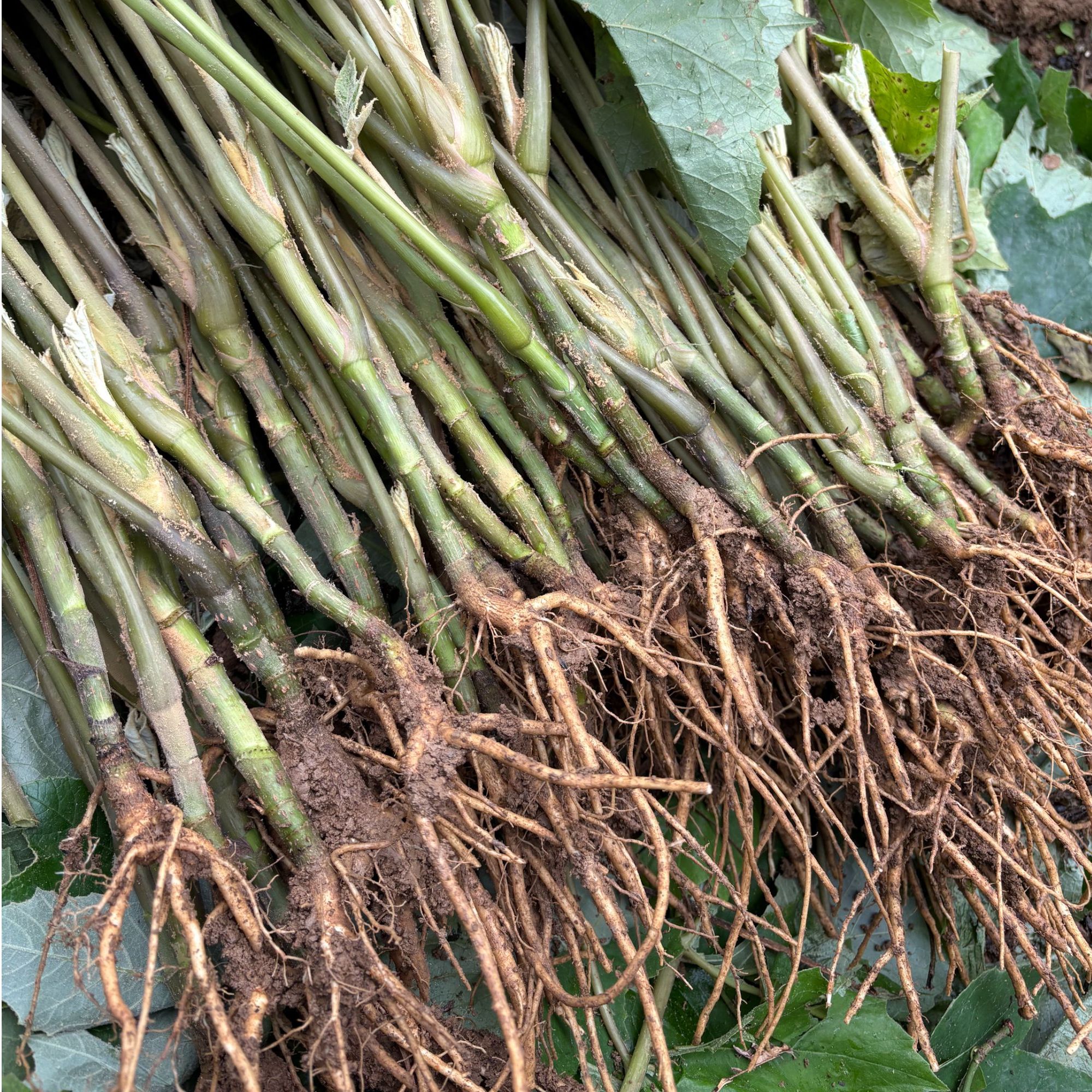 大通草小苗 青杆薄皮 露天驯化 现挖现发 基地直供 100棵