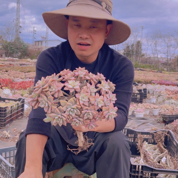 249淡雪缀化一物一拍