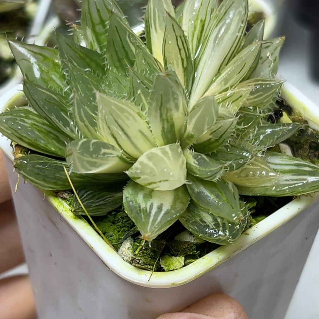 十二卷多肉植物1926大卫实生