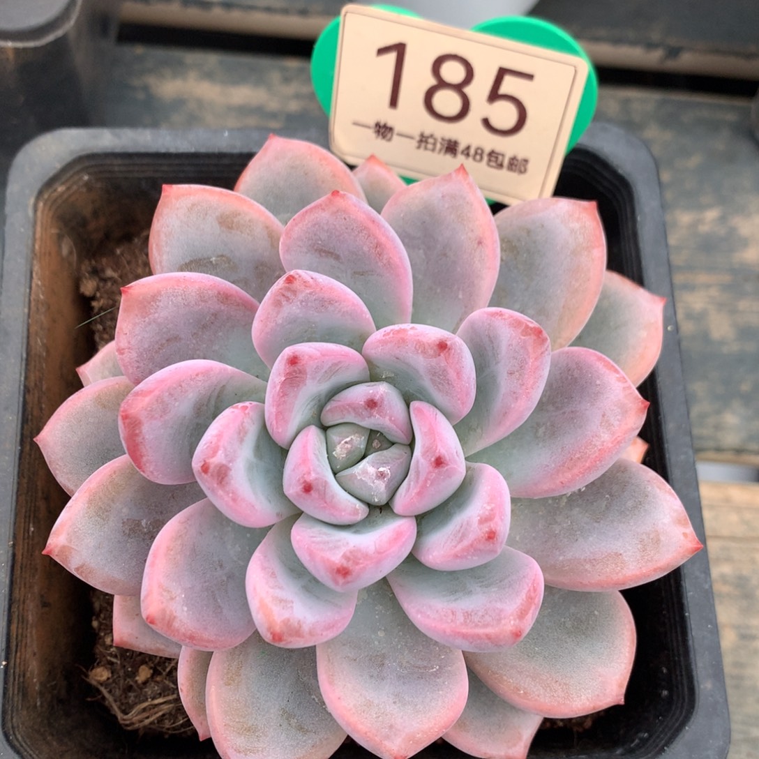 知否单头开播福利185