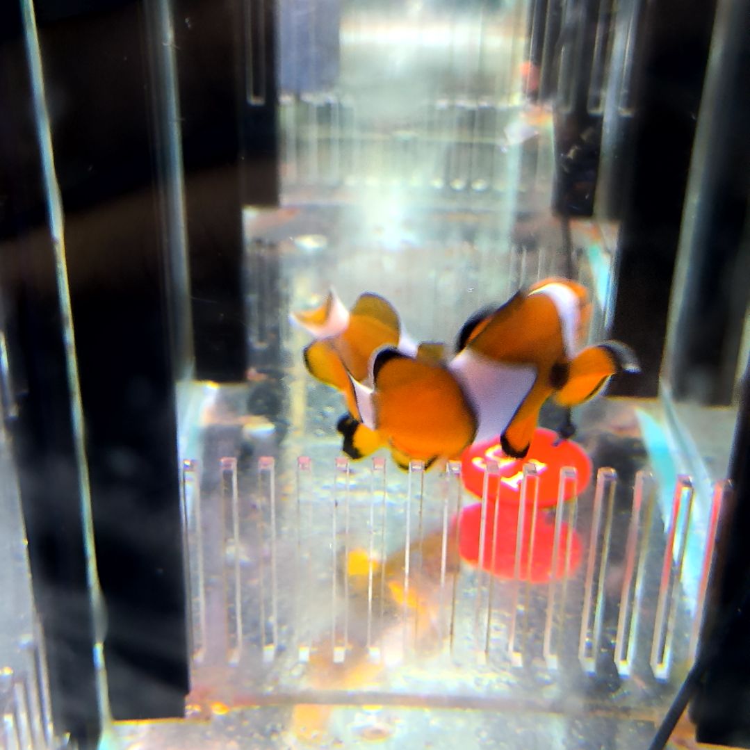 海水鱼公子6+7+两条/运40/7-83-91/30