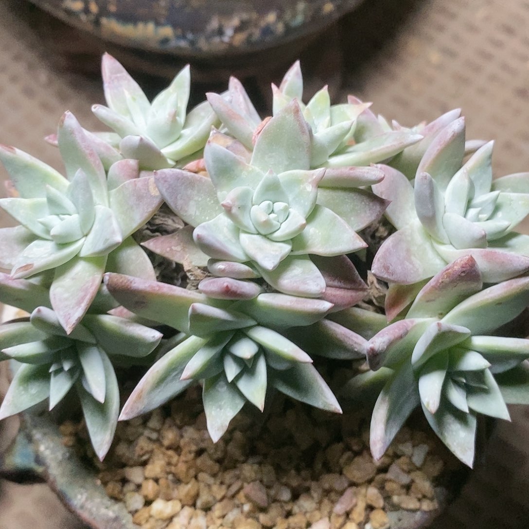 【闪购商品】白雪多肉2287