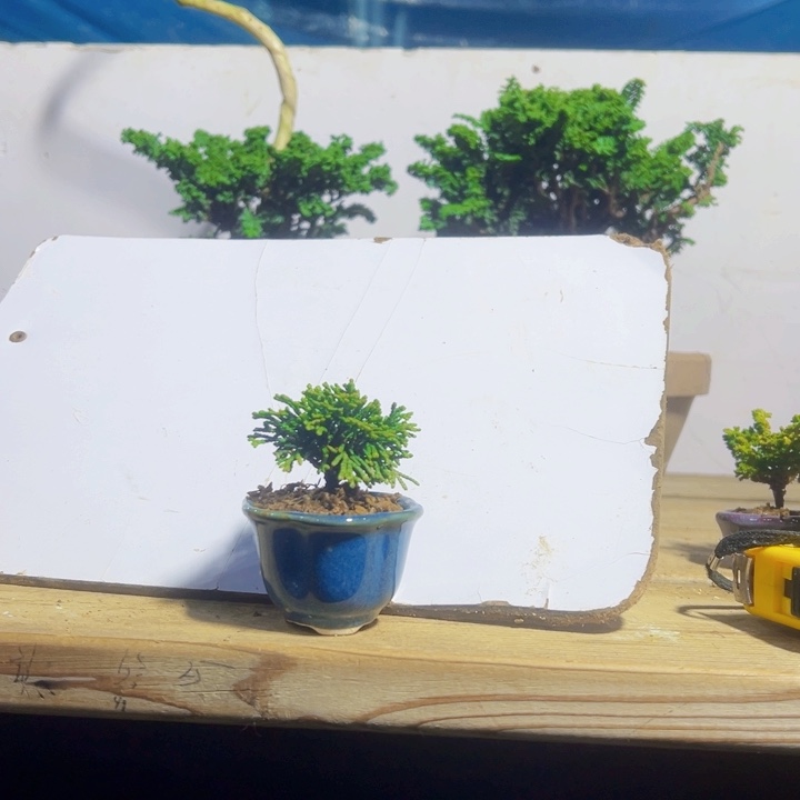 秋***叶无花朵连山。           