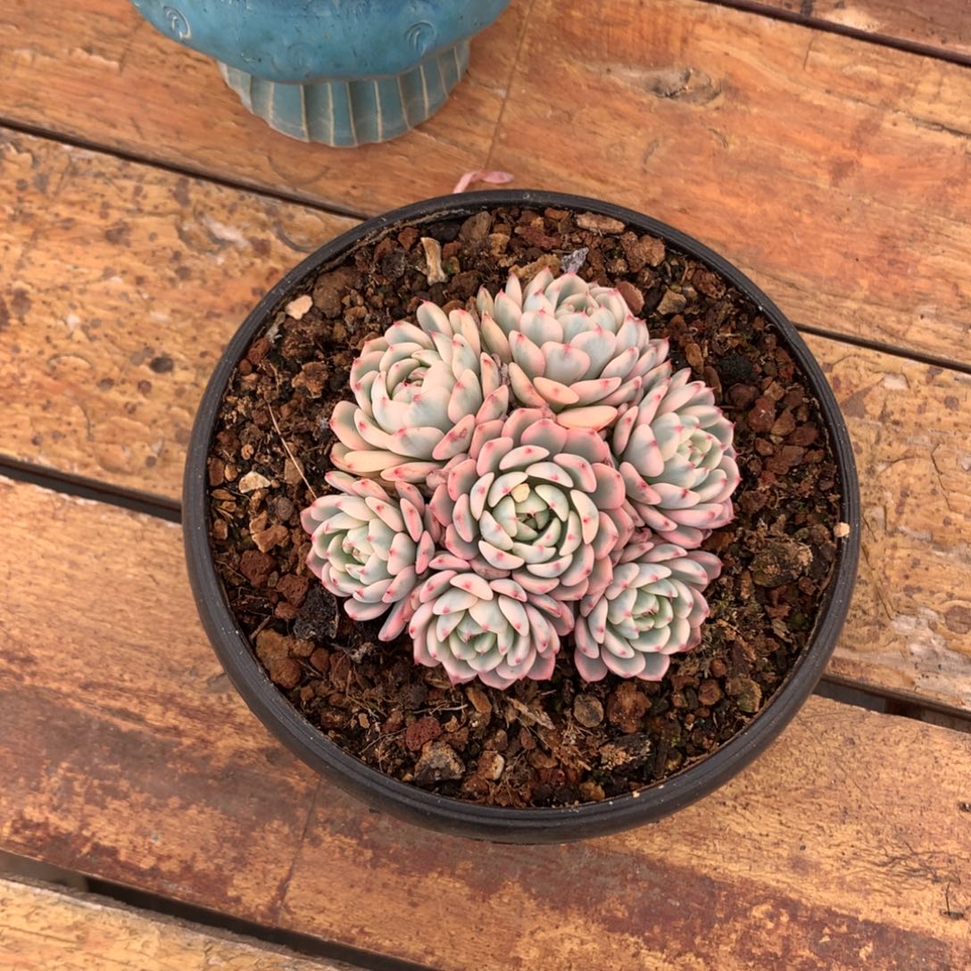 多肉植物一物一拍