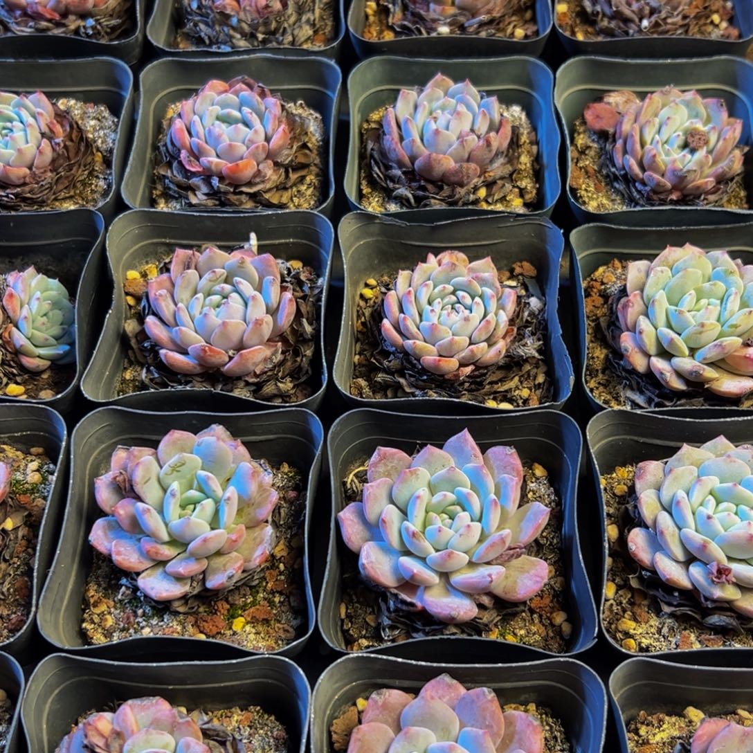 487的人都在用这个词w