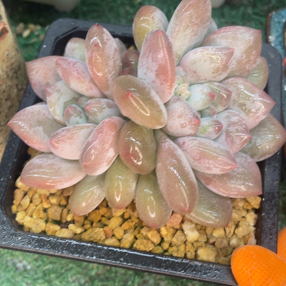 美人杂一物一拍28包邮非偏远