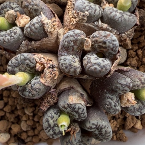 56 好看的肉肉冲冲冲冲冲冲冲冲冲