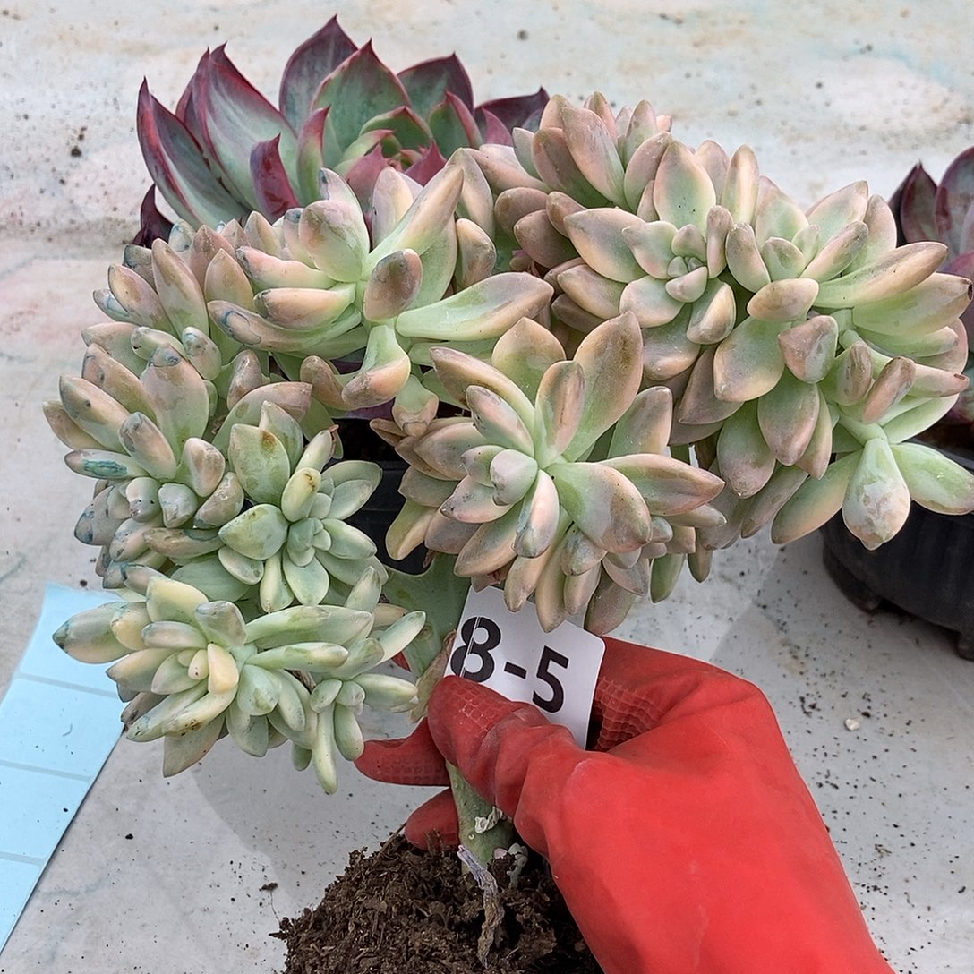 8-5淡雪锦缀随机泡沫打包