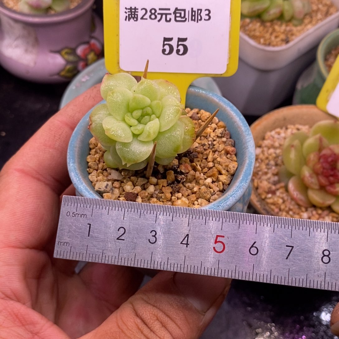 355糖心冰锦老桩……