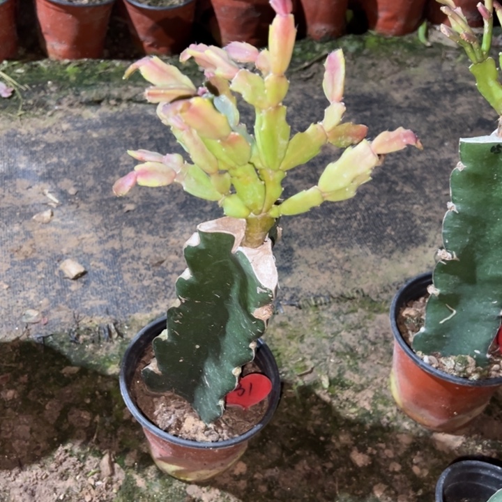 小***+当前无花栽培后可以开花052  31