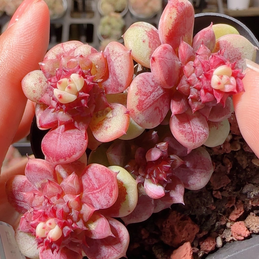 花语多肉1211-62七夜黑钻