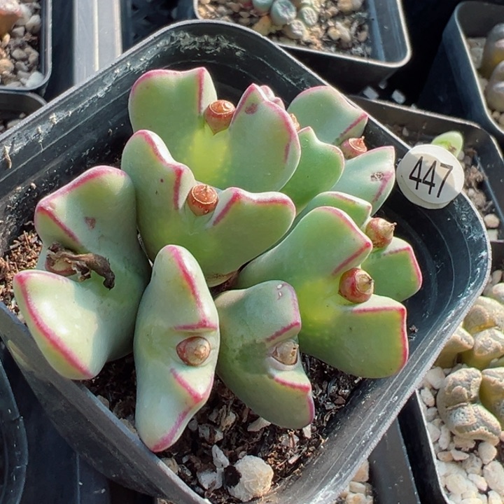 　447号11111111111111