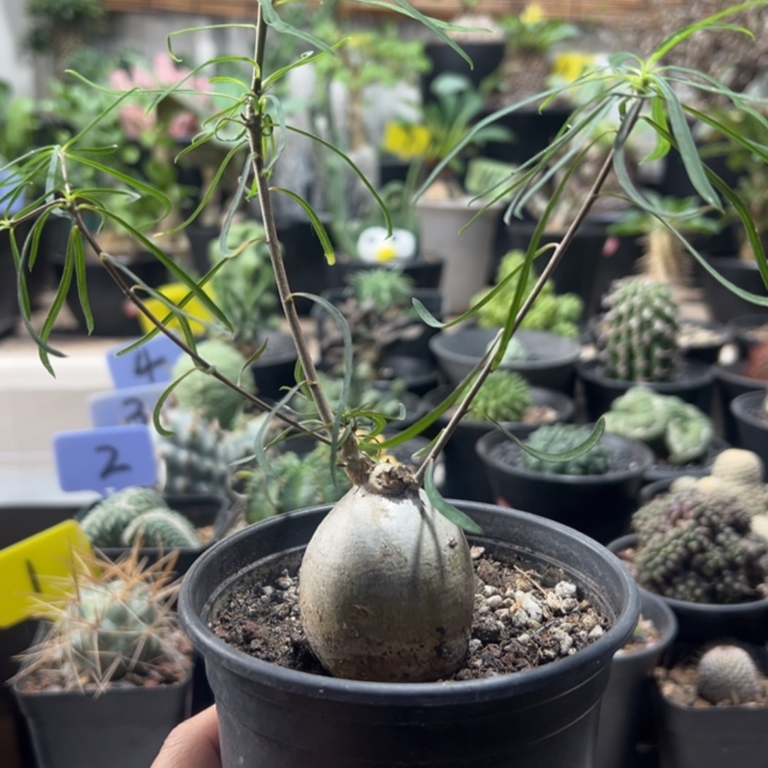 福袋柳叶麒麟带盆