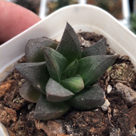 原始硬叶多肉植物