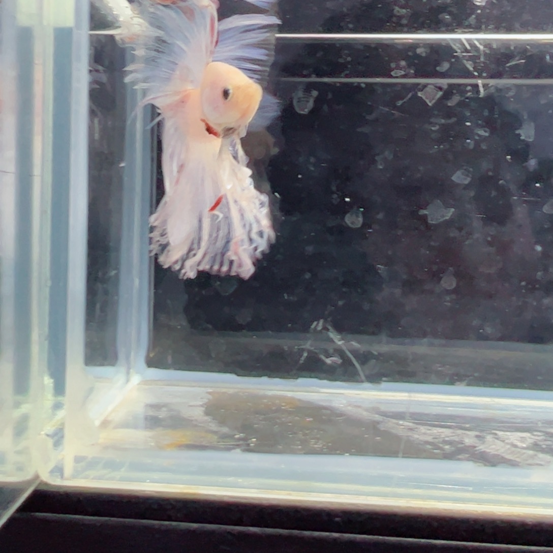 斗鱼浅色特殊尾hhhh