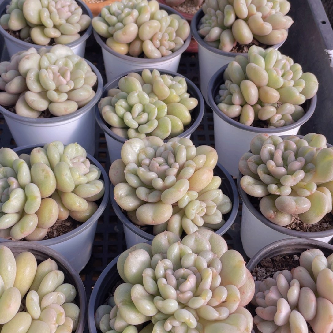 量拍48号 爱心型比尔盖茨大双头一个