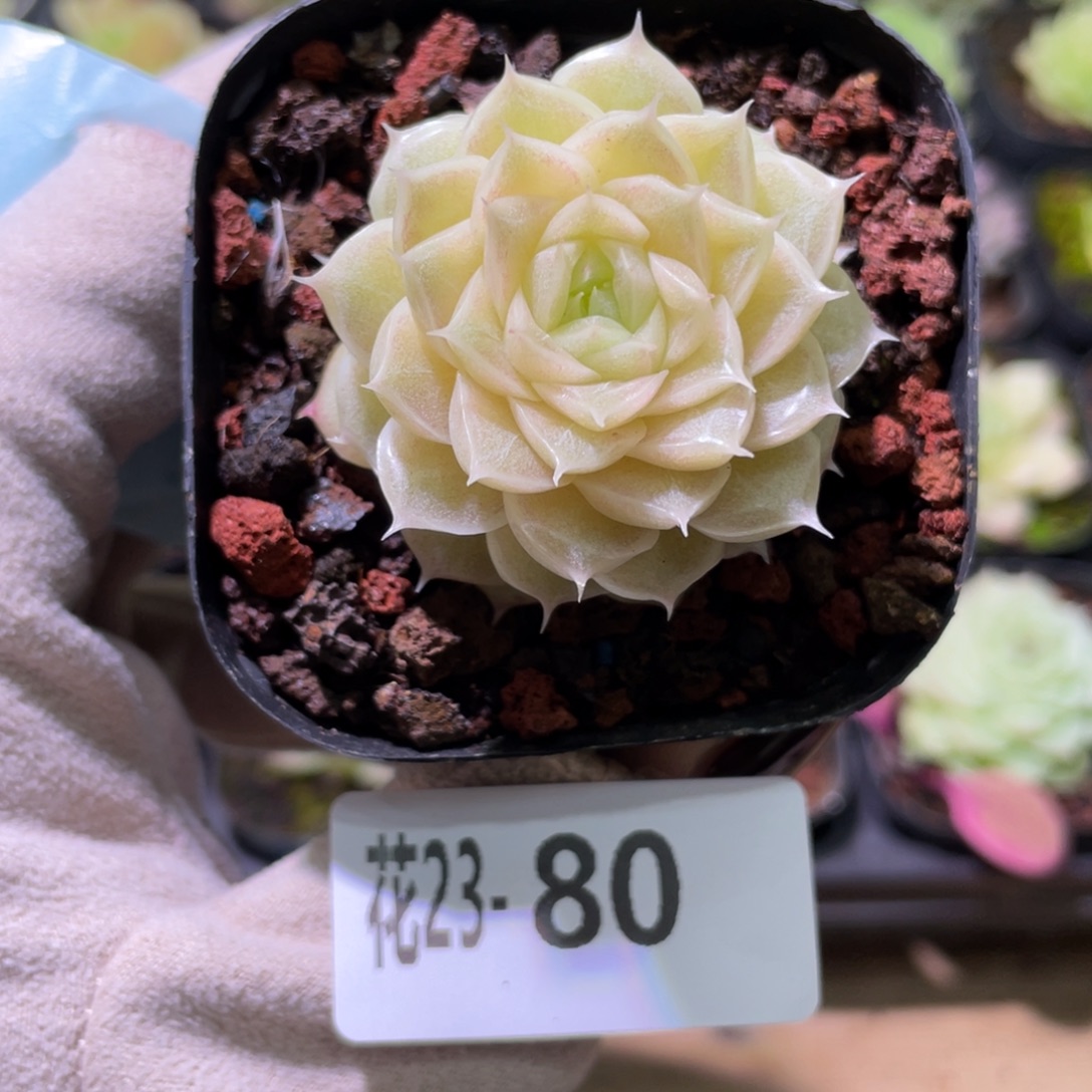 花利美23-80麦秆单头