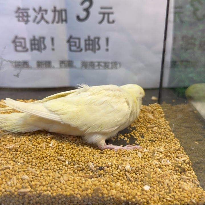 虎皮鹦鹉大头虎皮鹦鹉