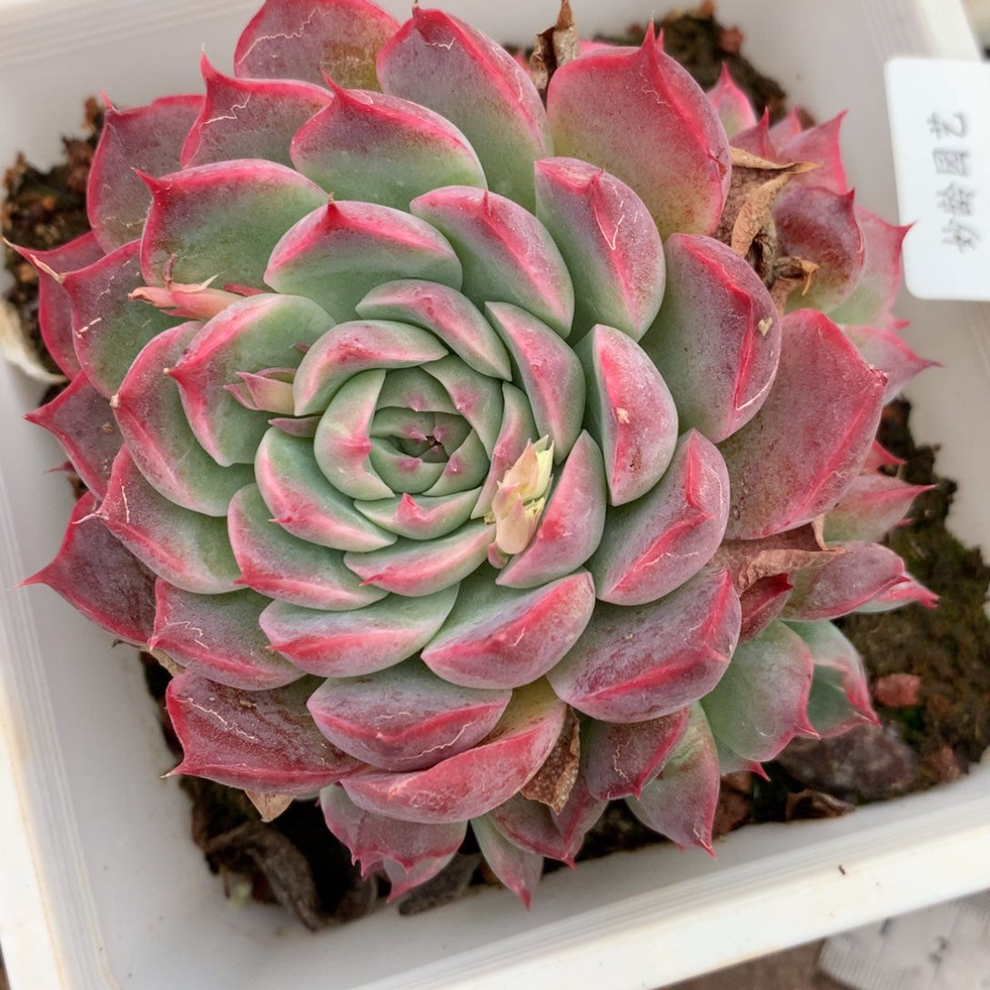 3188杂交多肉老桩