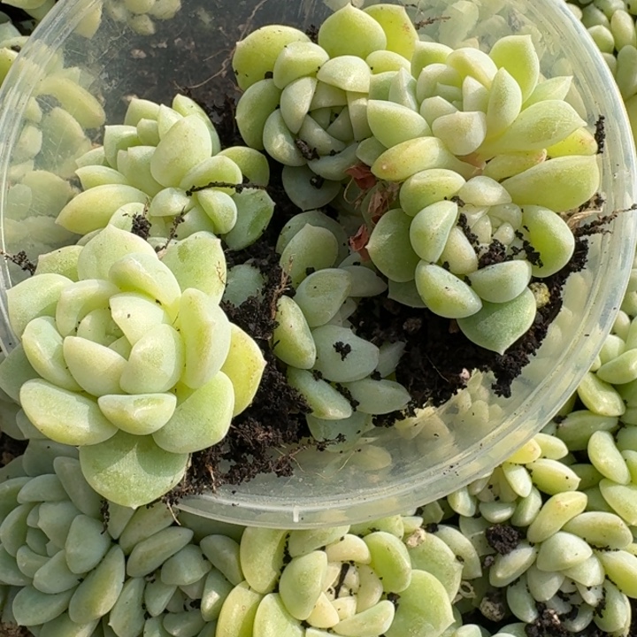 用***⋯078财富一饭盒一组五颗