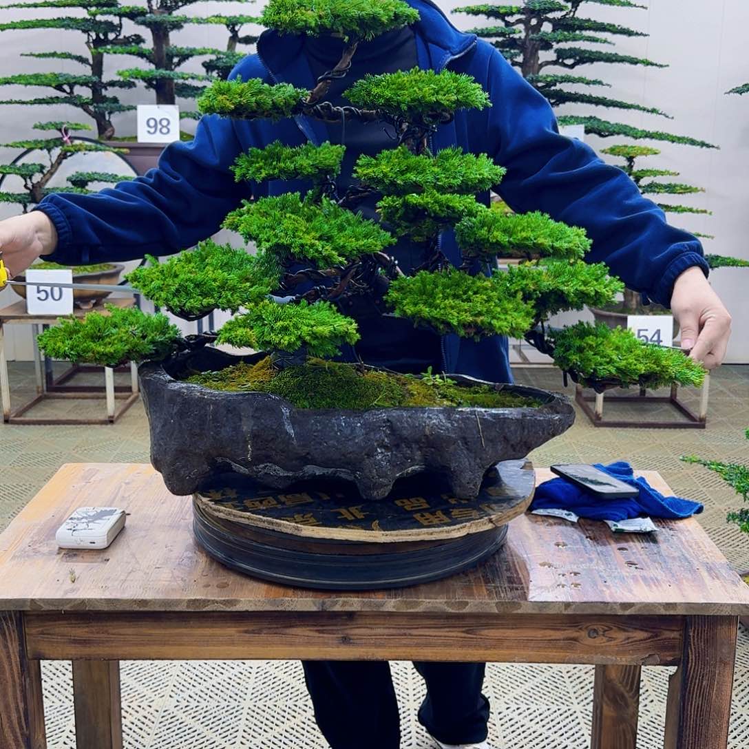 无花朵柏树造型盆景