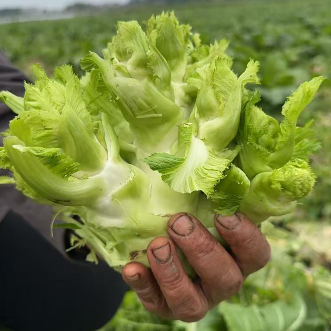 峨眉山农家自种露天新鲜现摘儿菜南充菜娃娃菜可做泡菜榨菜
