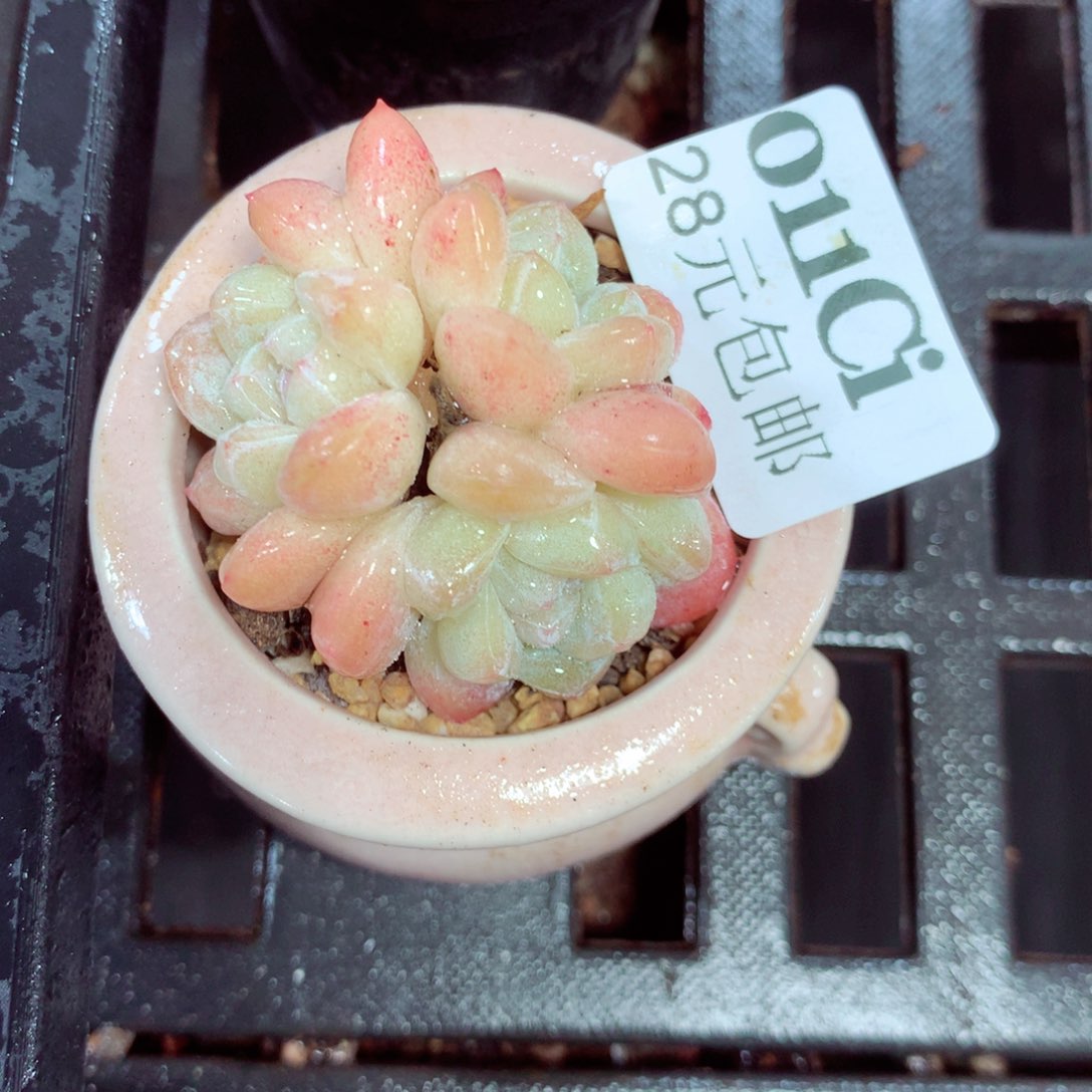 5厘米盆精控多肉011 