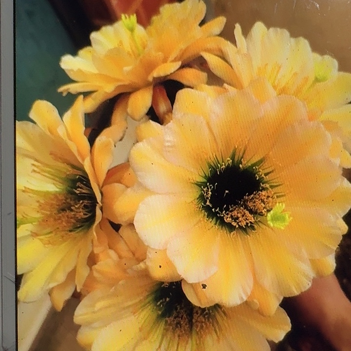 绿眼睛侧芽5公分左右毛花柱