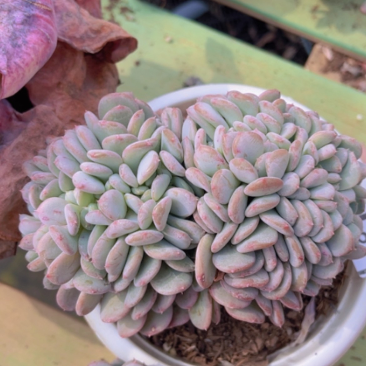 【闪购商品】玛瑙缀05119