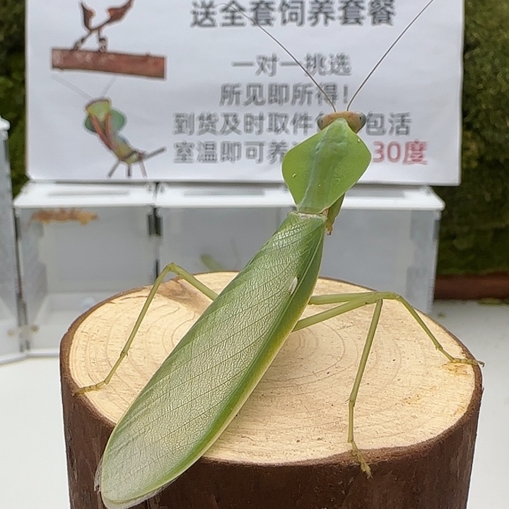 蟋蟀圆盾螳螂成体公 单虫