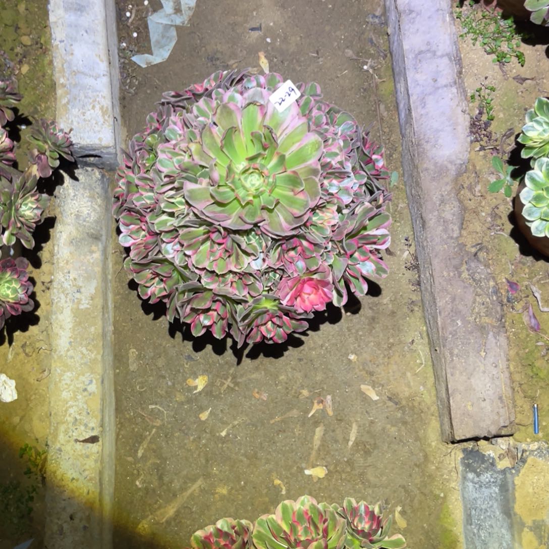 金***房12-22-29粉女巫初恋