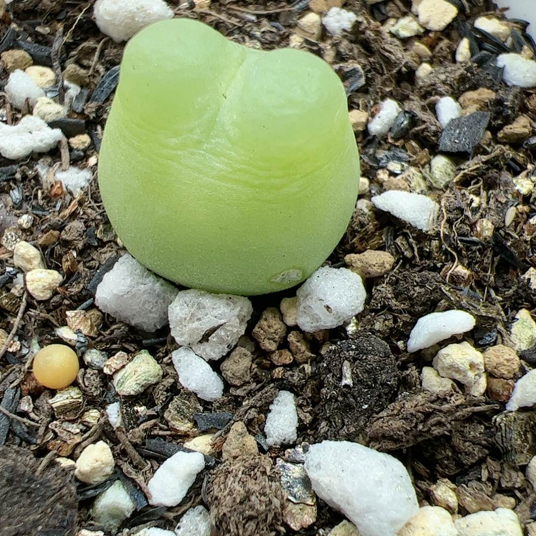 【闪购商品】268 福利1.6