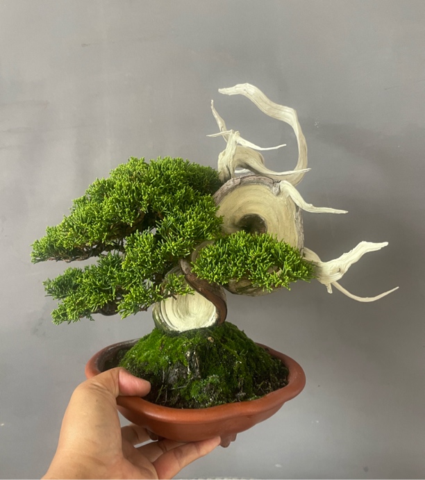 盆栽直播专用链接（非拍品勿拍）