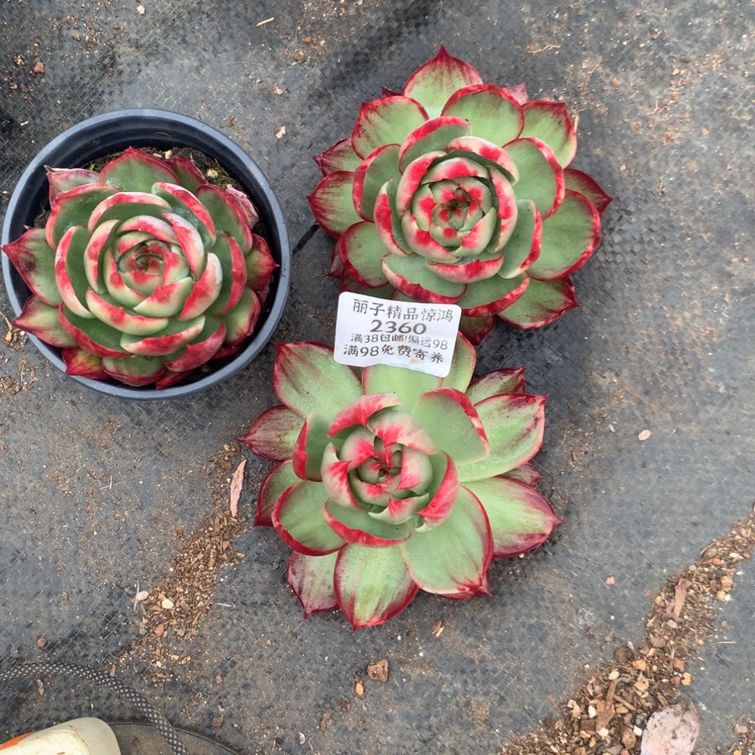 玉***儿2360号多肉植物惊鸿2送1